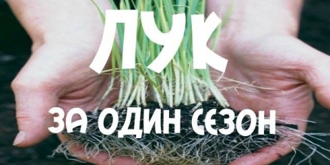 Kako sijati crni luk